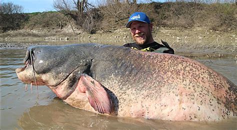 Largest Catfish In The World Record