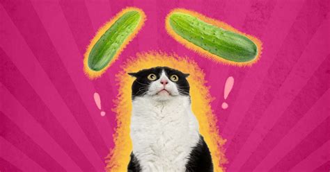 Why Are Cats Scared Of Cucumbers? A Vet Explains - DodoWell - The Dodo