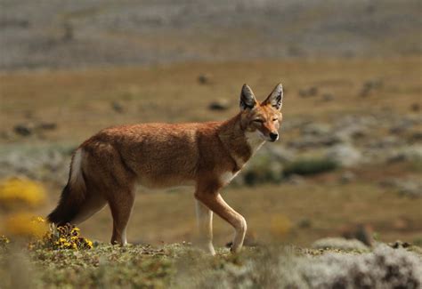 Sarath C R Blog: Ethiopian Wolf