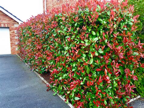 Buy 5 Photinia Red Robin Hedging 25-40cm Evergreen s Supplied in 10cm ...