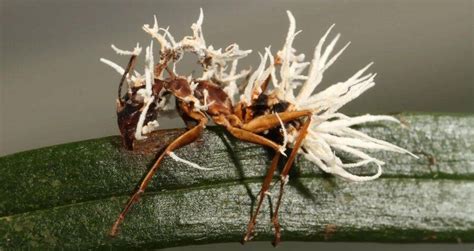 The Disturbing Truth Behind Cordyceps Fungus - NL Today