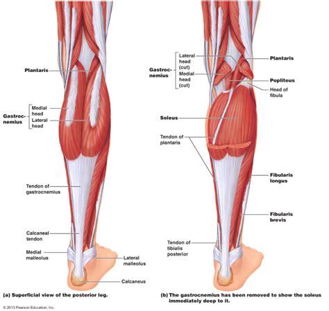 Calf Muscle Tightness, Achilles Tendon Length and Lower Leg Injury ...