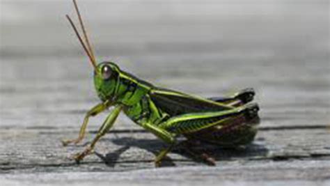 Funny: Grasshopper - Starts at 60