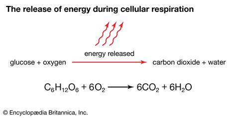 Cellular respiration | Definition, Equation, Cycle, Process, Reactants ...