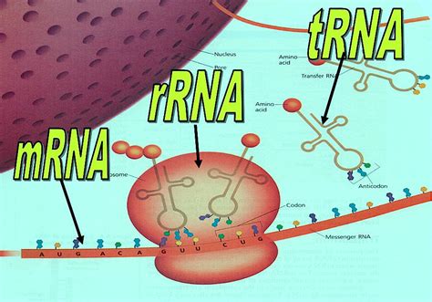 Seven Days per Week: STPM Biology Biological Molecules (Part 18)