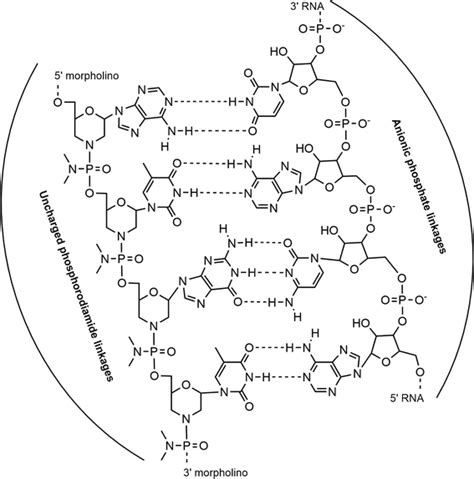 Schematic representation of the morpholino structures complementarily ...