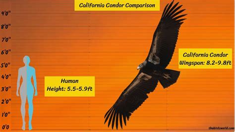 California Condor Wingspan: How Big Is It Compared To Others