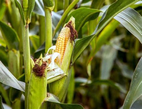 Teknik Budidaya Tanaman Jagung - Garnesia.com