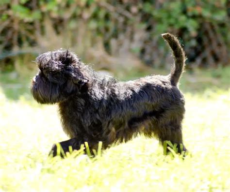 Affenpinscher Facts for Kids - KonnectHQ