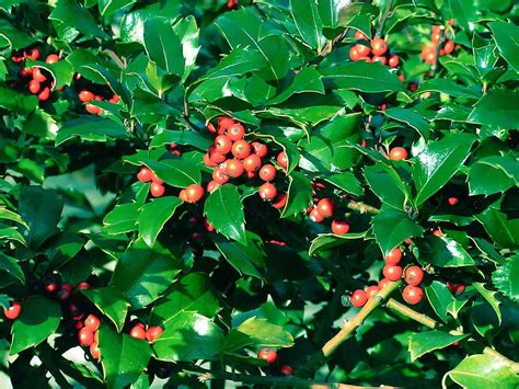 How to Grow an American Holly Tree - Gardening Channel