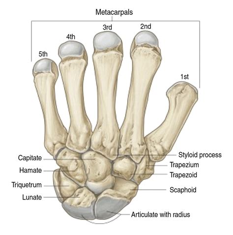 Scaphoid Anatomy - Anatomy Book