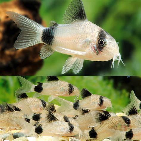 Panda Cory Catfish Breeding: A Complete Guide For Success