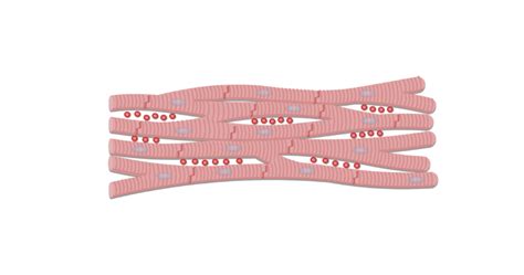 Cardiac Muscle Tissue