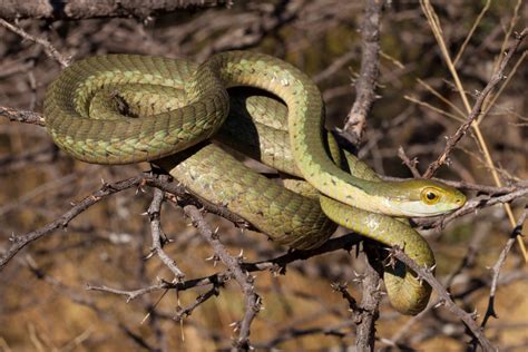 What is the deadliest snake in Southern Africa? | Lowvelder