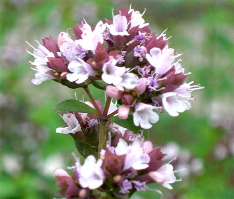 Oregano Italian Organic Origanum Vulgare Seeds