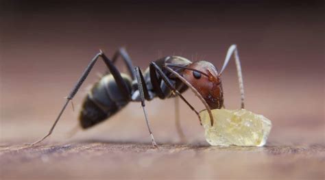 How to Get Rid of Sugar Ants Naturally (7 Natural Remedies)