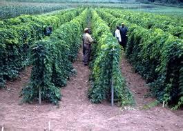 Hope for Nigeria Setting up one hectare seed yam farm - Hope for Nigeria