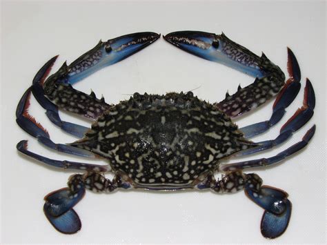 Blue Swimming Crab – ALASMAK ALALAMEEA TRADING