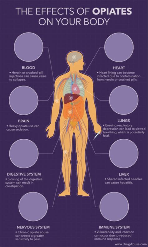 Effects of Heroin on the Body - Effects of Opiates on the Body