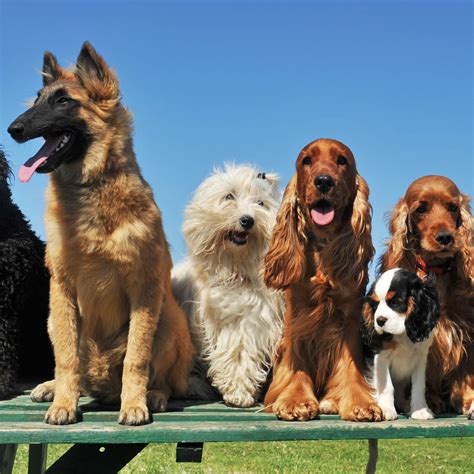 How Many Breeds of Dogs Are There in the World? | Reader's Digest