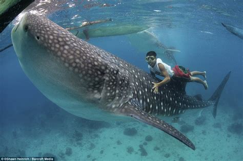 Ethical Swimming with Whale Sharks in Leyte, Philippines - FeetDoTravel