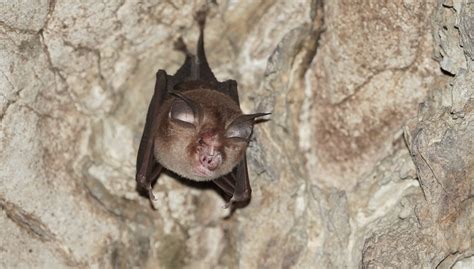 Cute Bumblebee Bat