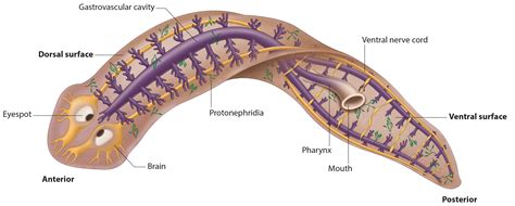 Anatomy | Planarian Educational Resource