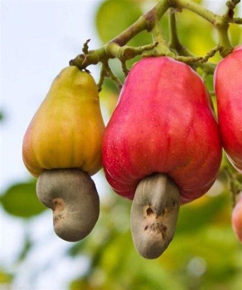 What are the benefits of the cashew fruit? - Quora