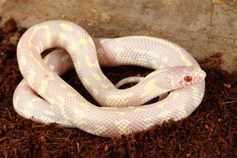 Albino California Kingsnake Photograph by David Kenny | Fine Art America