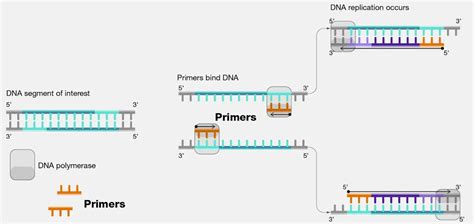 Designing PCR Primers: 6 Useful Tips • Microbe Online