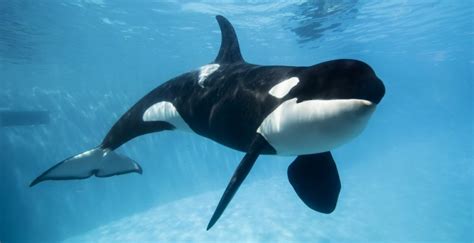 Orkid | Orca Profiles | SeaWorld Cares