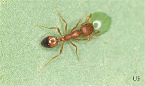 Pharaoh ant - Monomorium pharaonis (Linnaeus)