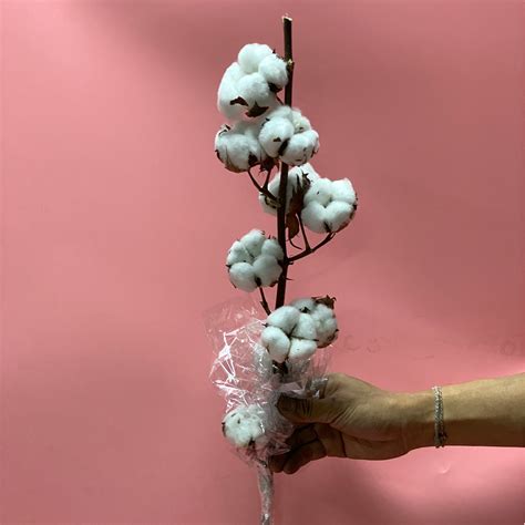 DRIED COTTON FLOWERS IMPORTED