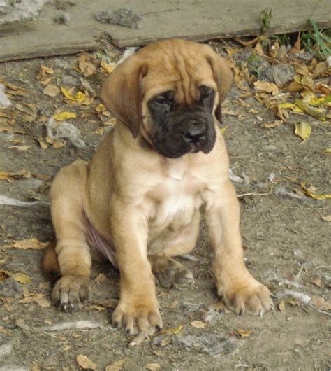 Rules of the Jungle: English mastiff puppies