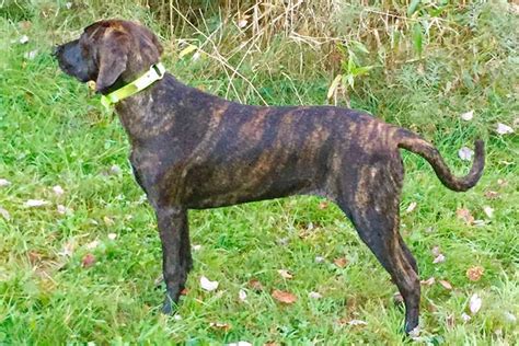 Plott Hound Info, Temperament, Puppies, Pictures