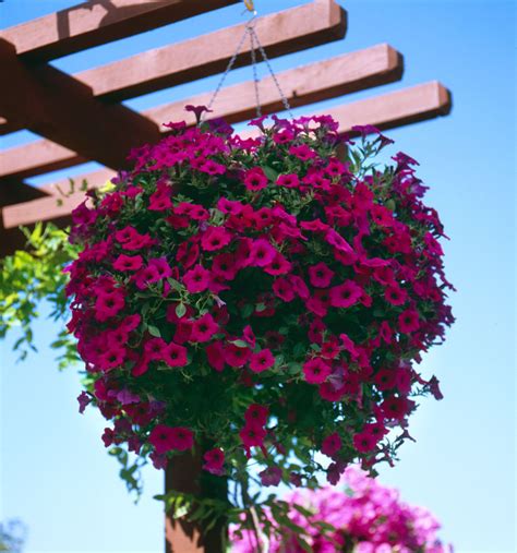 Tiny Purple Flowers Hanging Basket