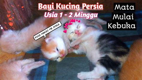 Perkembangan KUCING PERSIA Dari Lahir Sampai Usia Bulan (Kitten ...