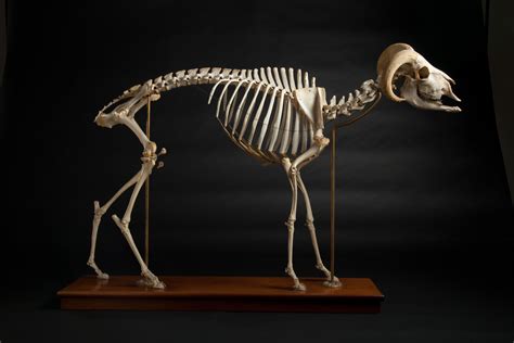 Pin by Borer Family Chiropractic on Dem bones | Animal skeletons ...