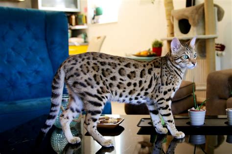 blackacebengal – Bengal Cat Breeder