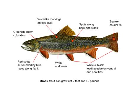 Brook Trout Fishing Guide | How to Catch a Brook Trout