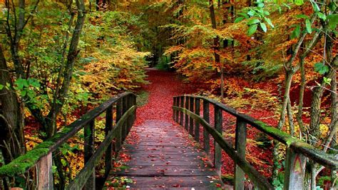 Autumn Forest Path Wallpapers - Wallpaper Cave