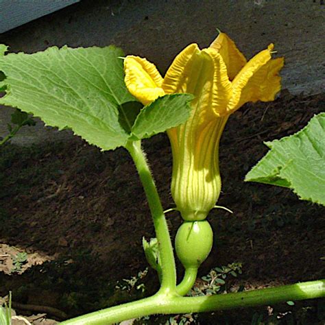 Pumpkins : How to Plant, Grow, and Harvest