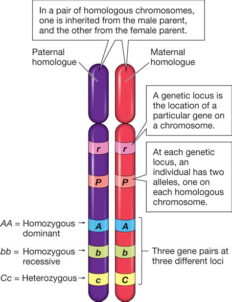 Homologous Chromosomes Alleles