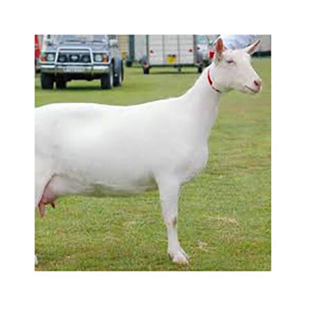 Saanen Goat - Alpha Import and Export BV