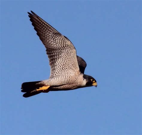 Record Peregrine Falcon Migration - ThinkingAfield.org