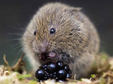 Discover the Story of Field Vole – Animal Encyclopedia