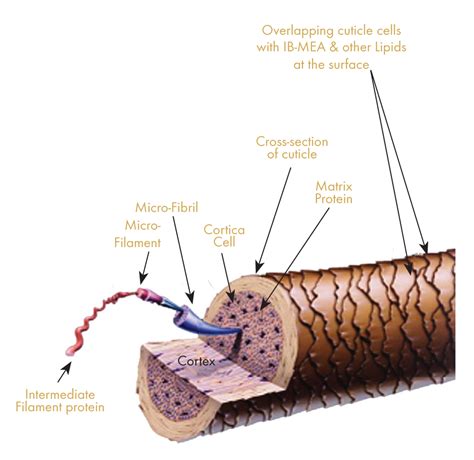 Protein Sensitivity and How to Properly Use Protein on the Hair