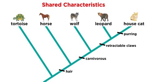 Cladistics Part 1: Constructing Cladograms - YouTube