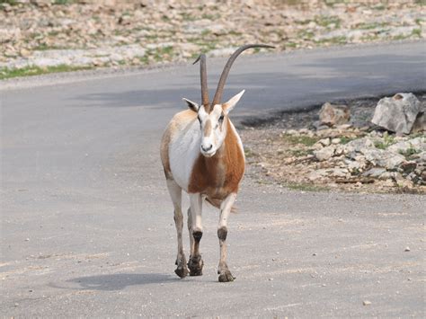 The Online Zoo - Scimitar-horned Oryx