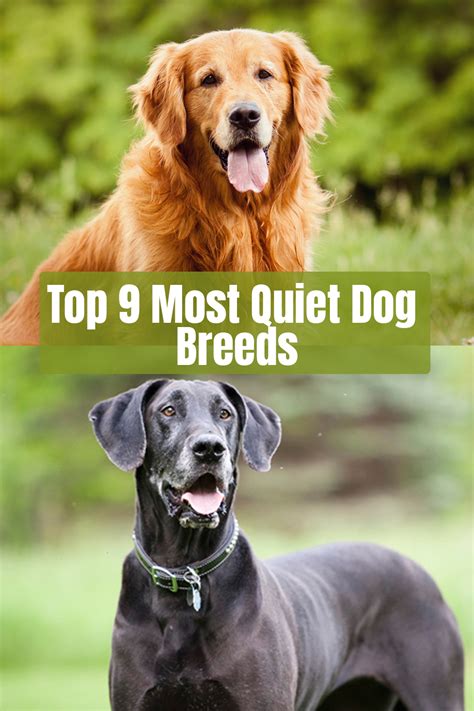 Top 9 Most Quiet Dog Breeds | Quiet dog breeds, Calm dog breeds, Dog breeds